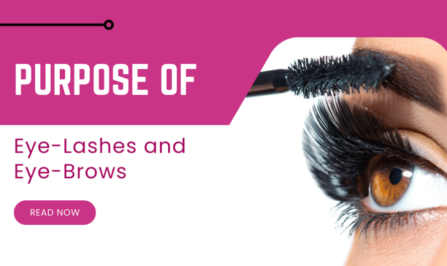 The purpose of Eye-Lashes and Eye-Brows