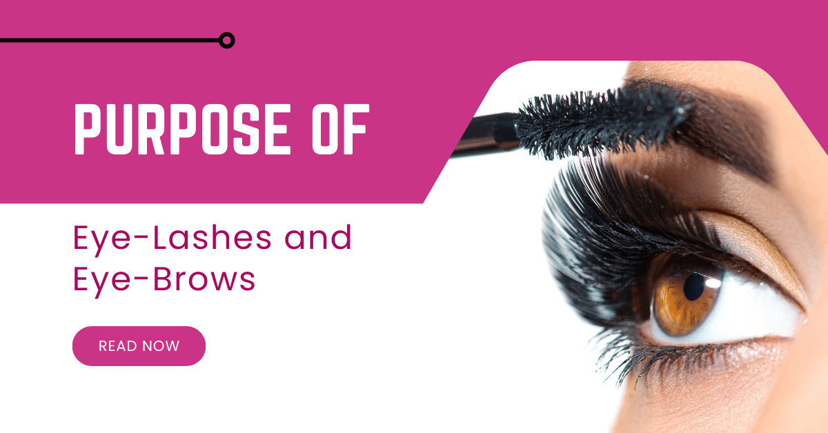 The purpose of Eye-Lashes and Eye-Brows